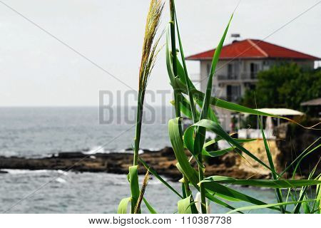 Turkish coast of the Mediterranean sea