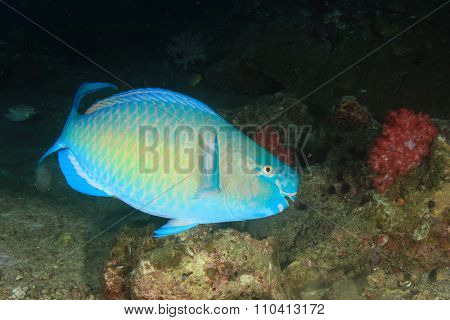 Steephead Parrotfish