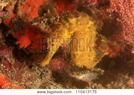 Yellow Tigertail Seahorse Sea Horse