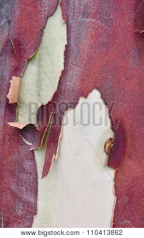 Red Abstract Texture: Peeling Tree Bark