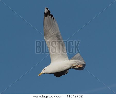 Gaviota cáspica