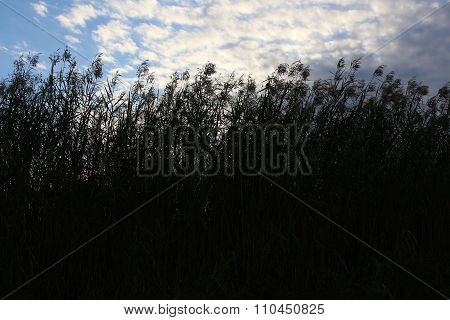 Marsh sunrise