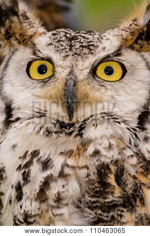 Canadian Eagle Owl