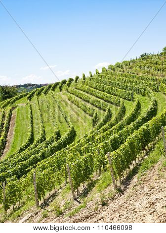 Italy - Piedmont Region. Barbera Vineyard