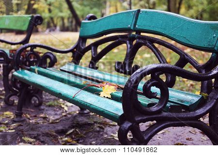 Maple leaves on a park bench