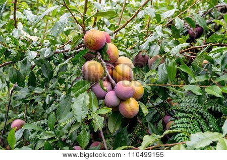 Juicy large blue yellow plums on a branch