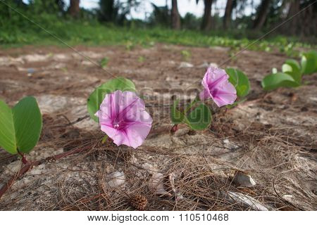 The flower on the beach