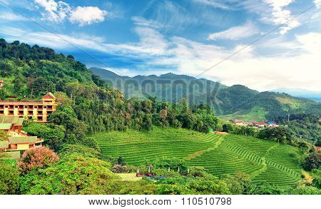 Tea Plantation At Doi Mae Salong In Chiang Rai, Thailand