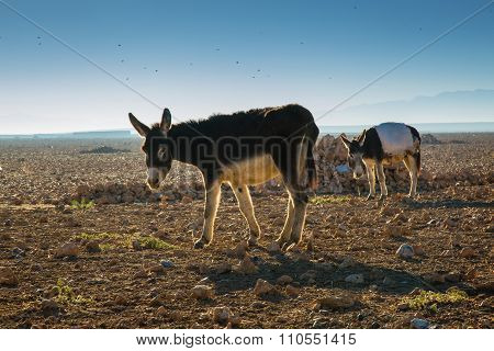 Donkeys In A Field In Morocco