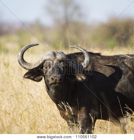 African Buffalo In Kruger National Park