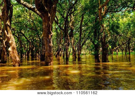 Flooded trees in mangrove rain forest. Kampong Phluk village. Cambodia