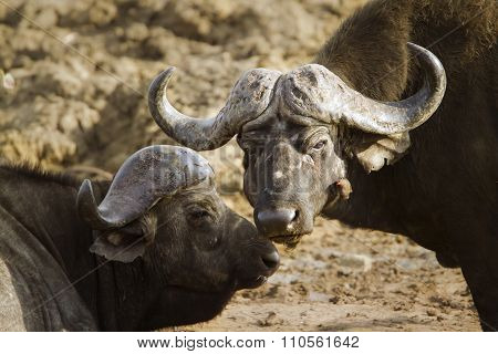 African Buffalo In Kruger National Park