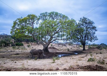African Bush Elephant In Kruger National Park
