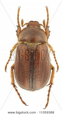 Amphimallon Caucasicum
