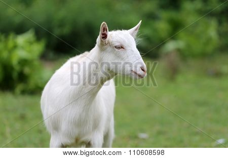White Domestic Goat Grazing On Pasture Summertime