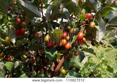 Goji Berries on a Bush