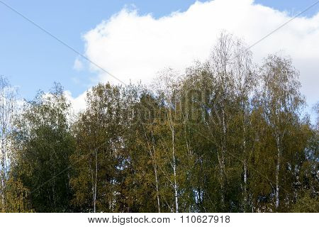 Tops Of Trees Against Blue Cloudy Sky In Early Autumn