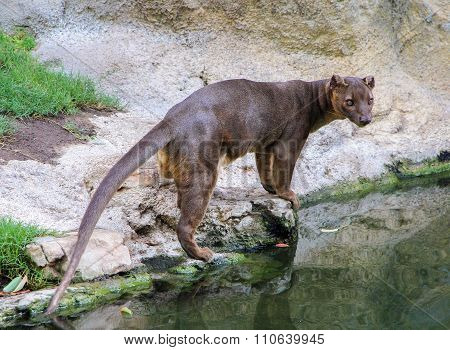 Fossa (Cryptoprocta ferox) is standing near river