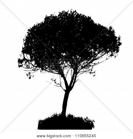 Tree Silhouette Isolated on White Backgorund. Vecrtor Illustrati