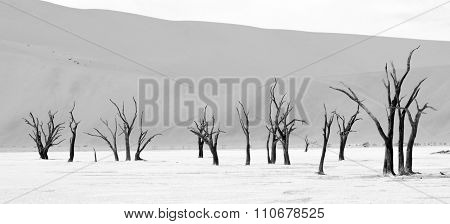 Namib-Naukluft Park in Namibia
