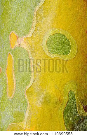 Lemon-Lime in Nature