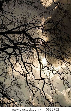 Spooky Tree