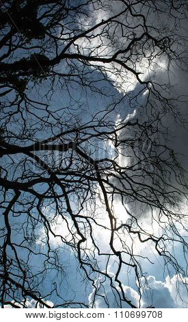 Silhouette Tree Against The Sun