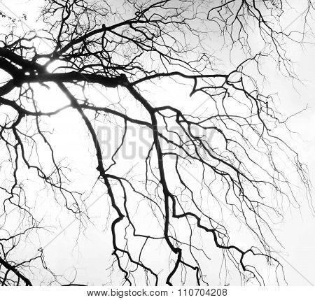 Black And White Tree