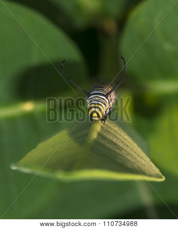 Monarchn Caterpillar, Larval, Lepidoptera