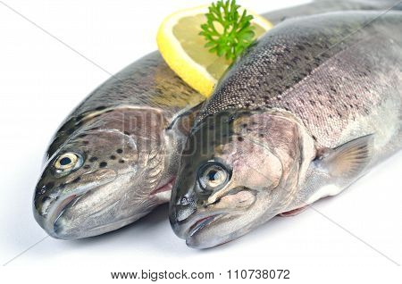 Rainbow trouts