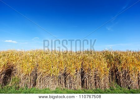 Giant Miscanthus