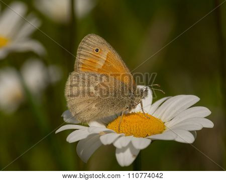 Common Ringlet