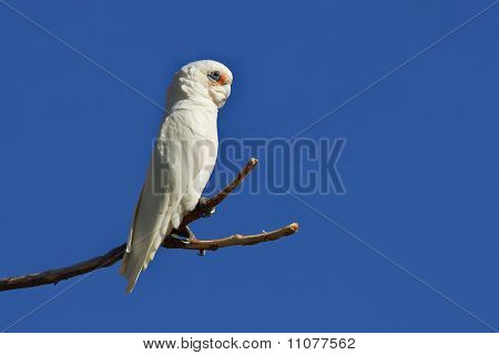 작은 코렐라