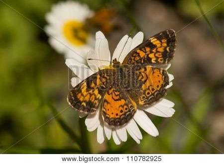 Pearl Crescent