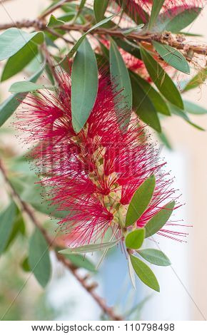 Callistemon Or Bottlebrushes Flower In The Garden.