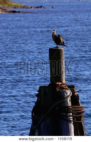 Bird_On_Pillings
