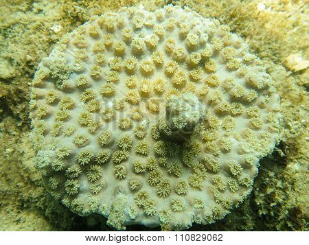 Coral Turbinaria