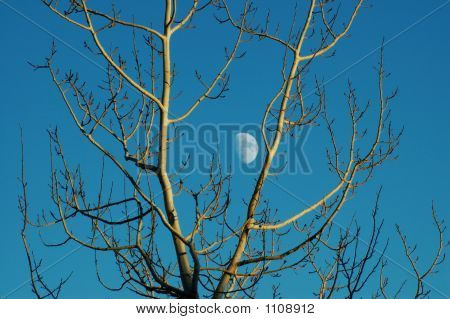 Moonthroughtree