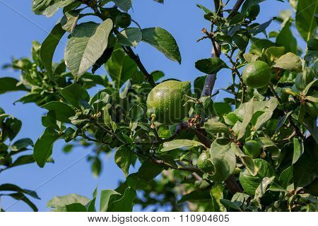 Lemons Tree