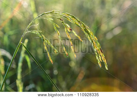 Close Up Of Golden Rice Paddy In Rice Field.