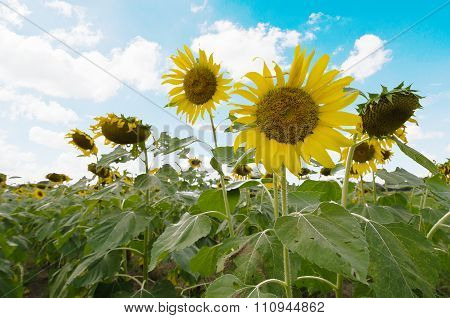 Sunflower garden with blue sky in background
