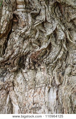 wood texture background