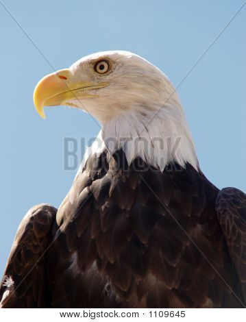 Ameryka Eagle