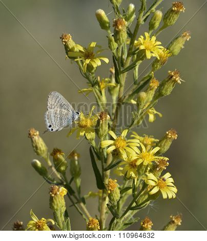Dittrichia Viscosa