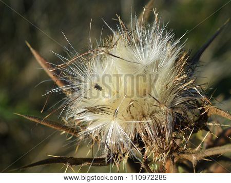 Thistle