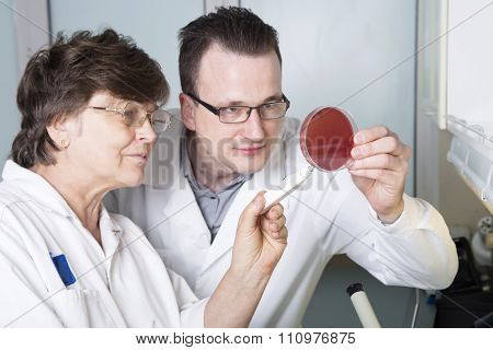 Laboratory Assistants Study Petri
