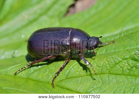 Beetle Chafer
