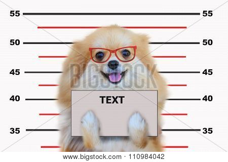 Pomeranian dog close up portrait