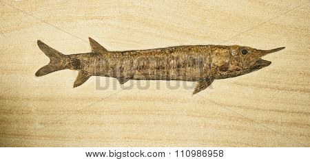 Fosil Of Fish With Long Body