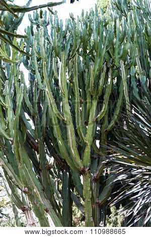Euphorbia Candelabrum